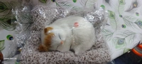 CAT 1