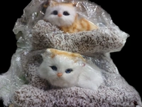 CAT 1