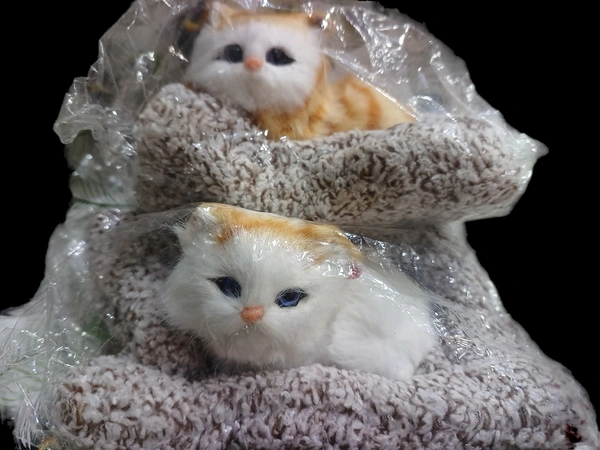 CAT 1