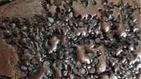 Choco Chips Cake - 300 Gms